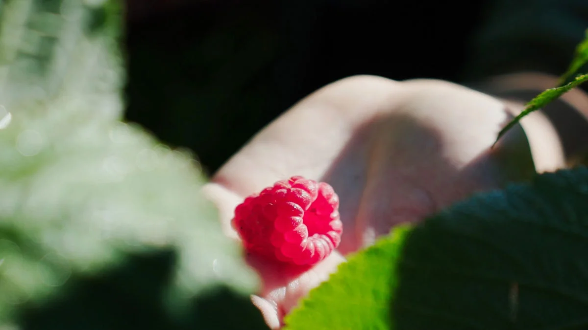 © Azienda Agricola Naturalys 